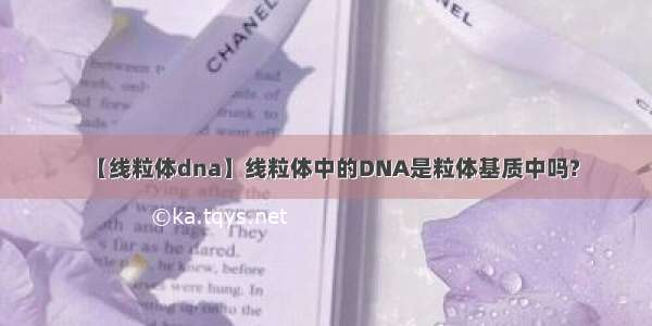【线粒体dna】线粒体中的DNA是粒体基质中吗?
